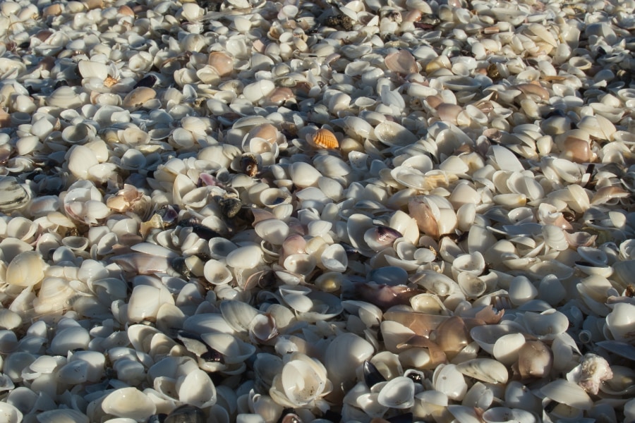 ほぼ全てが貝塚で覆われた3000平方メートルの島を発見