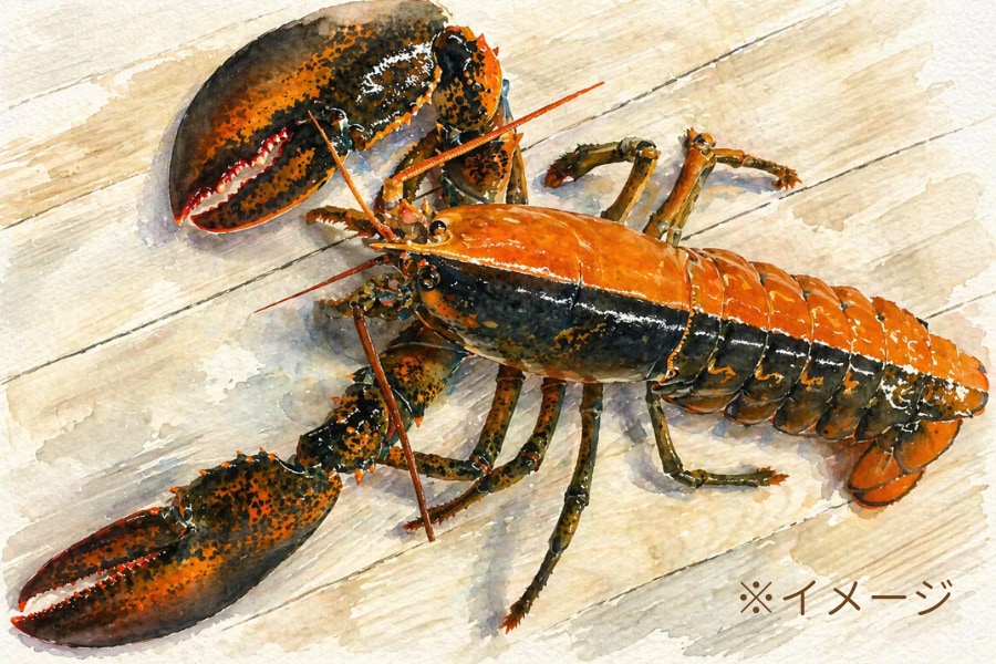 【5000万分の1】左右で色が真っ二つの奇跡のロブスターを発見