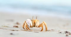 カニが「横歩き」を始めた時代が明らかにの画像 1/1