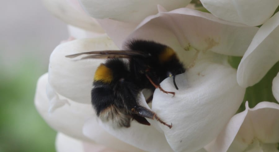 怠け者はなぜ柔軟な思考力を持つのか？