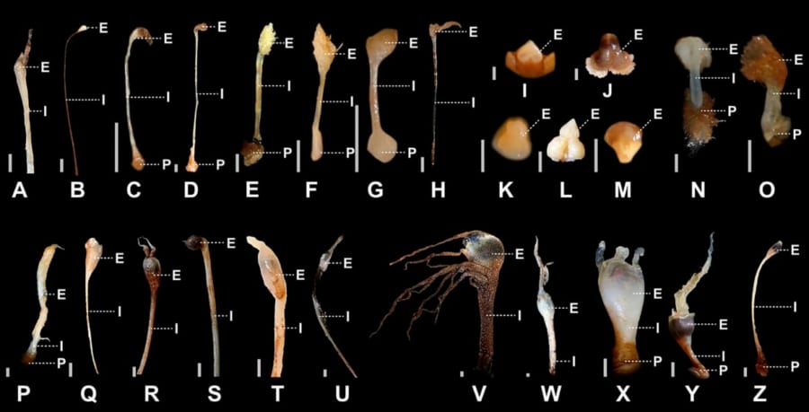 アンコウ類の誘引器の多様性