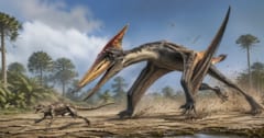 空飛ぶ翼竜が「地上を走って獲物狩り」していた足跡化石を発見かの画像 1/1