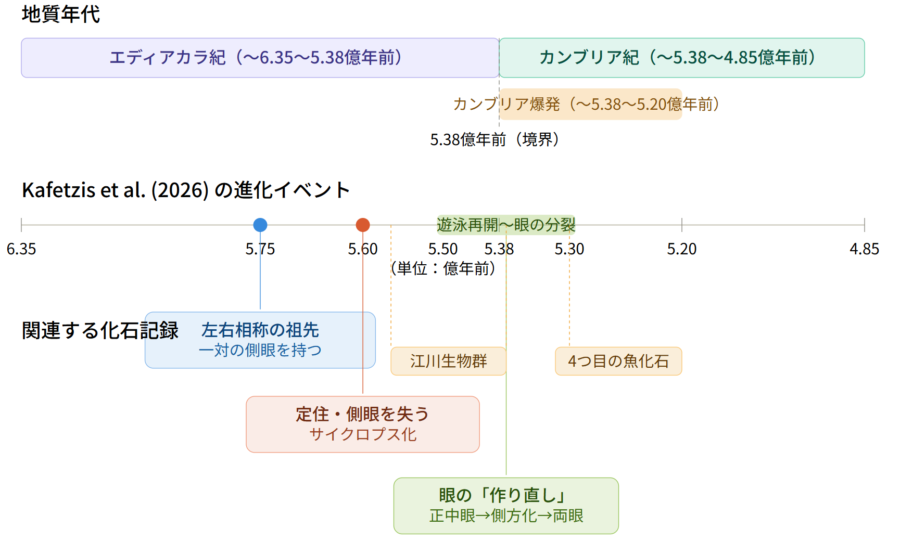 エディアカラ紀末期からカンブリア紀に起きた生物の多様化により、食う食われるの関係が始まり、私たちの先祖は単眼から再び2つの目を作り直した