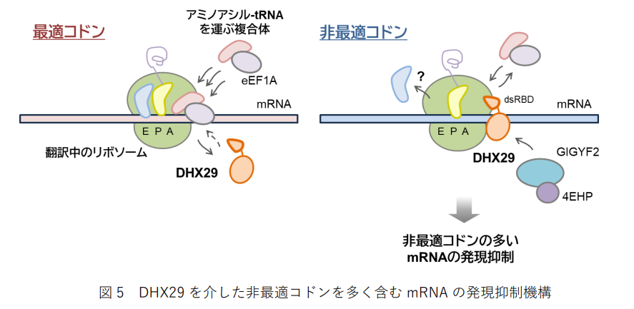 「DNAには第2のコード」が存在すると判明――遺伝子を密かに黙らせる隠し指令機構の正体