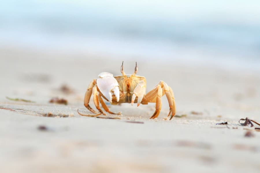 カニが「横歩き」を始めた時代が明らかに