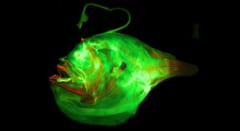 アンコウの「ちょうちん」は進化の起爆剤だった――種が増えるペースが3倍にの画像 6/6