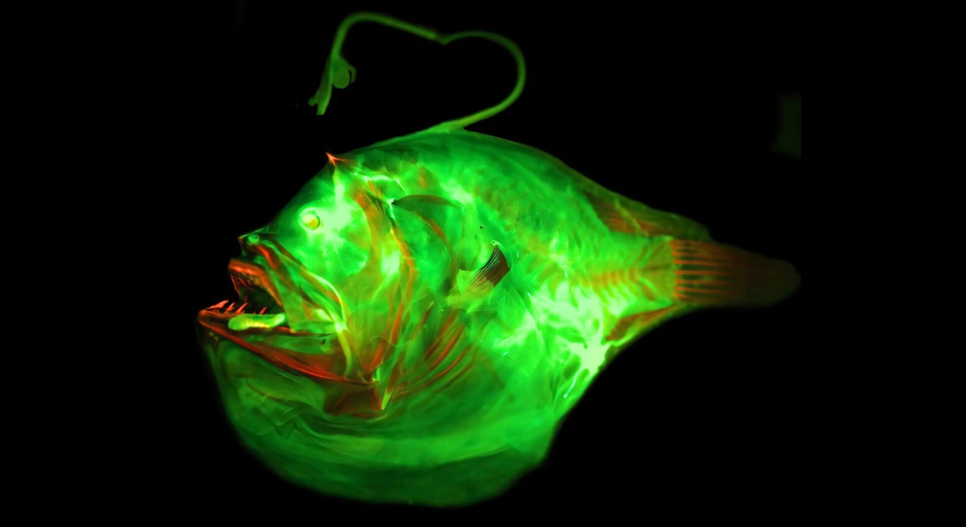 アンコウの「ちょうちん」は進化の起爆剤だった――種が増えるペースが3倍にの画像 6/6