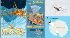 昆虫なのに「自分で熱を作って」マイナス6度の雪原で生きるハエがいると判明