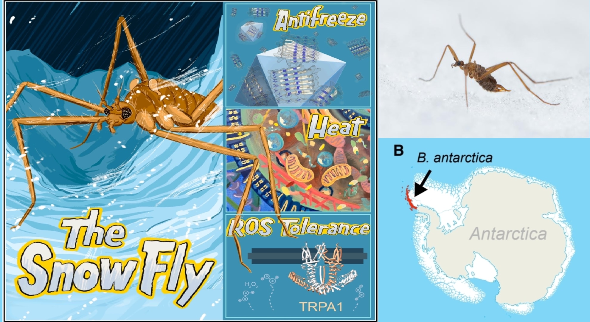 昆虫なのに「自分で熱を作って」マイナス6度の雪原で生きるハエがいると判明