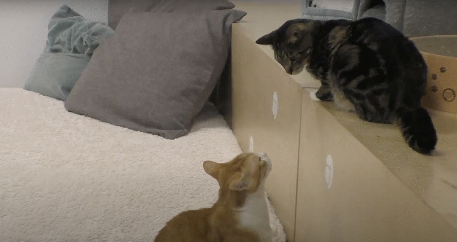 猫は「AIでしか見えない速さ」で互いの表情をコピーし合うことが判明――表情の真似っこに隠れた文法