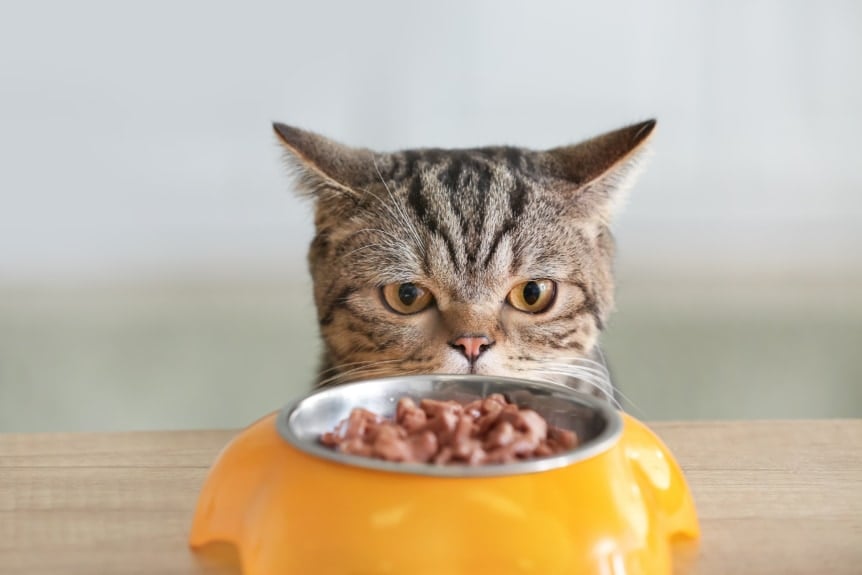 ごはんを残す猫、「匂いを変える」と食欲が戻ると判明