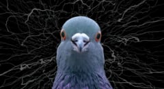 ハトは楽園実験でカオスを生成していた――「ご褒美が確実」でも違う答えを試し続ける