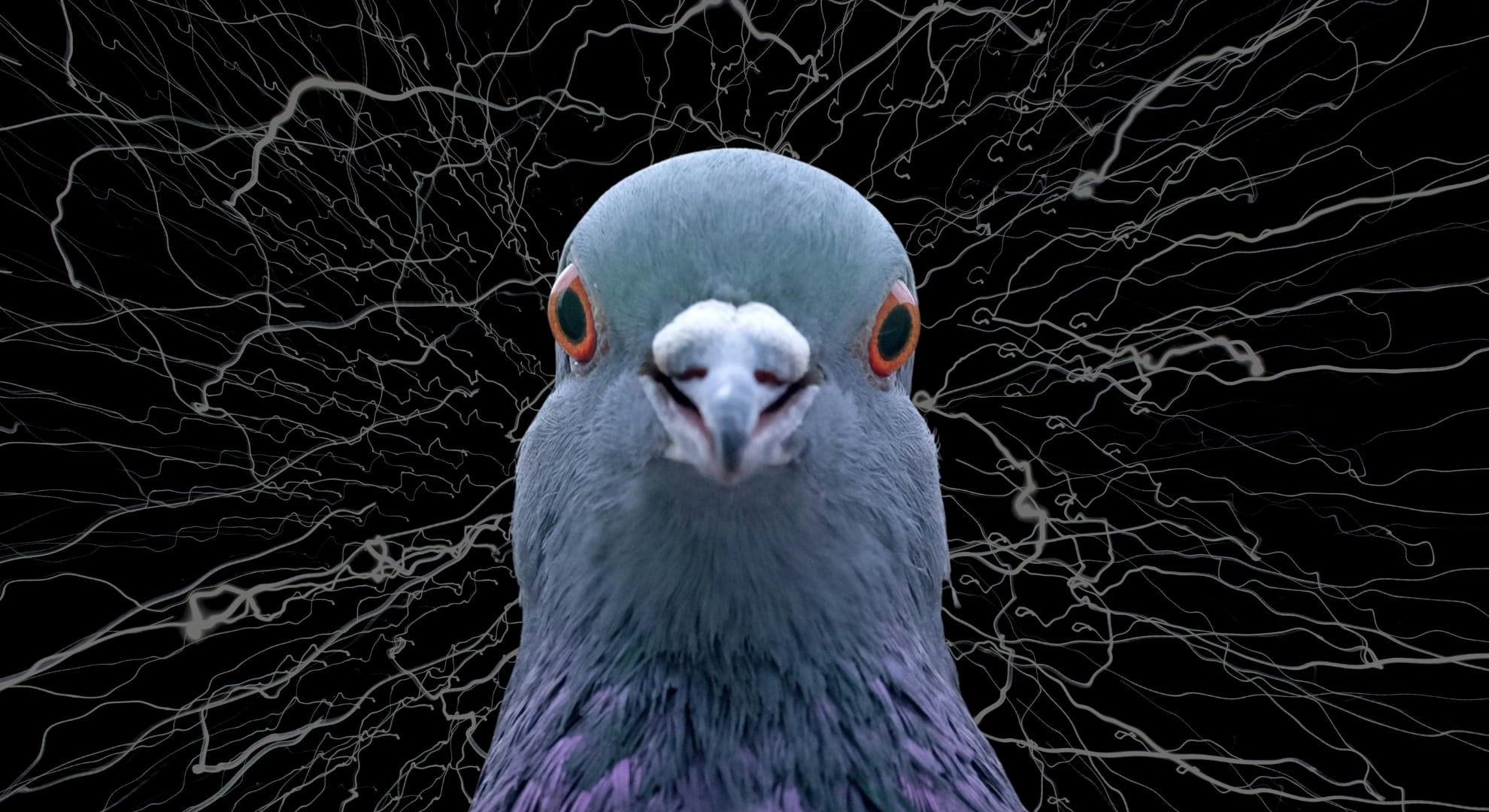 ハトは楽園実験でカオスを生成していた――「ご褒美が確実」でも違う答えを試し続ける