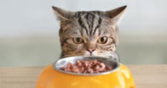ごはんを残す猫、「匂いを変える」と食欲が戻ると判明の画像 1/1