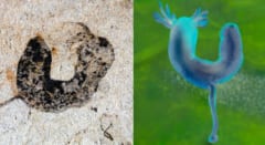 カンブリア爆発前にすでに多様な動物はいた――古代のヘンテコ動物の化石を発見の画像 3/4