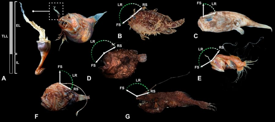 アンコウの「ちょうちん」可動域は種ごとに異なる