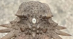 脊椎動物の祖先は「単眼サイクロプス」——私たちの目にもその痕跡が残っている