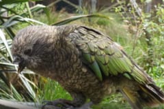 クチバシを失ったオウム、群れで全勝の”絶対王者”となるの画像 2/2