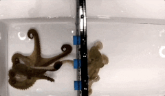 オスのタコには「メスを感知するための腕」があったの画像 2/3