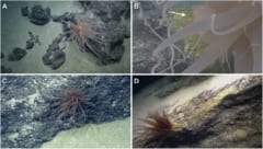 海底に沈む「謎の黄金球体」の正体が判明の画像 3/3