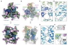 18個の部品が作る、美しい対称構造の分子マシン