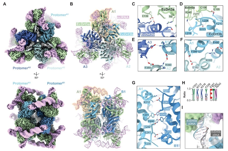 18個の部品が作る、美しい対称構造の分子マシン