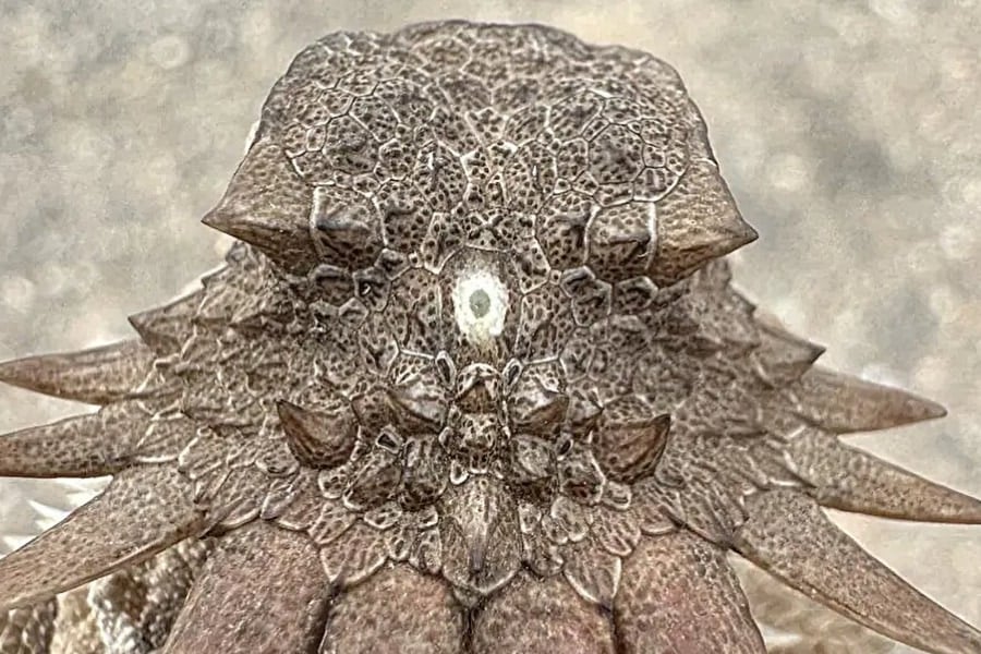 脊椎動物の祖先は「単眼サイクロプス」——私たちの目にもその痕跡が残っている