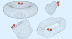 理論的にはいるはずの「双子」がみつからない