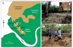 なぜこんなに多くの貝があるのか？