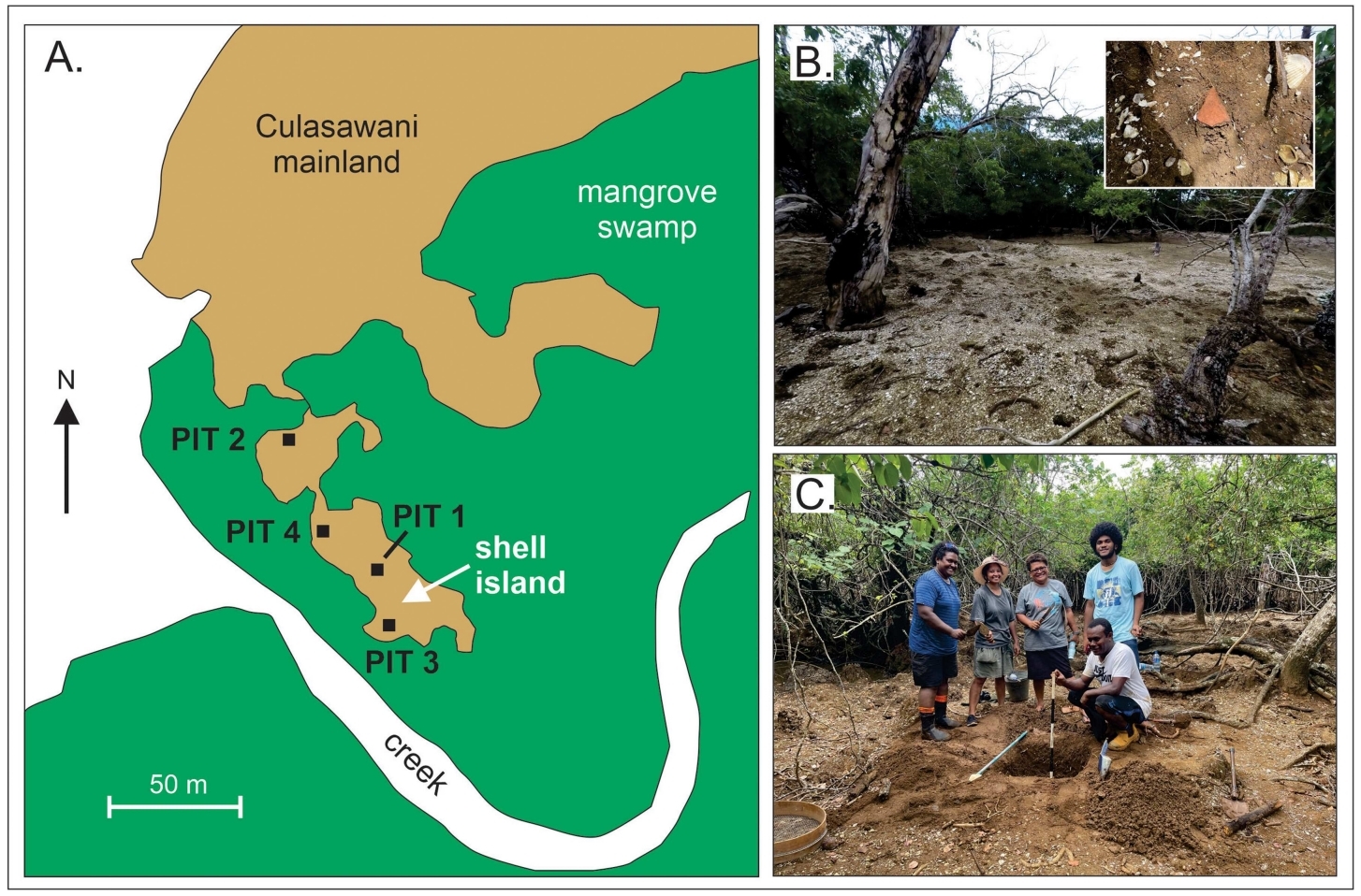 なぜこんなに多くの貝があるのか？