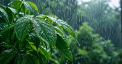 植物は「雨の音を理解している」と判明ーー雨の音を聴かせると驚きの変化がの画像 1/1