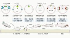 脊椎動物を含む後口動物の祖先はかつて2つの目を持っていたが、定住し濾過接触を行う過程で単眼化し、その後再び2つの目を獲得して泳ぎ回るようになったと考えられています