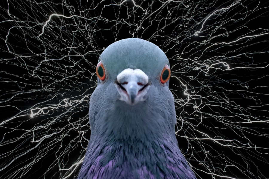 ハトは楽園実験でカオスを生成していた――「ご褒美が確実」でも違う答えを試し続ける