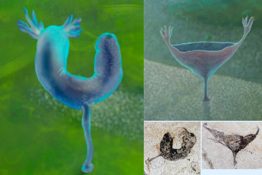 カンブリア爆発前にすでに多様な動物はいた――古代のヘンテコ動物の化石を発見