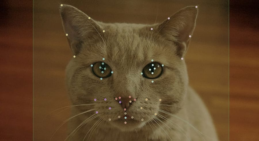 猫は「AIでしか見えない速さ」で互いの表情をコピーし合うことが判明――表情の真似っこに隠れた文法