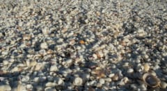 ほぼ全てが貝塚で覆われた3000平方メートルの島を発見