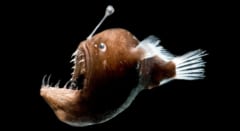 アンコウの「ちょうちん」は進化の起爆剤だった――種が増えるペースが3倍に