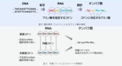 「DNAには第2のコード」が存在すると判明――遺伝子を密かに黙らせる隠し指令機構の正体