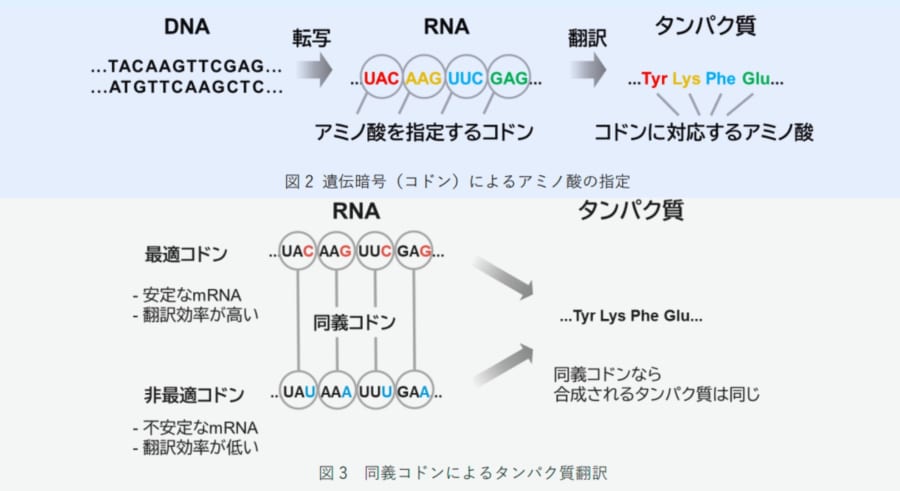 「DNAには第2のコード」が存在すると判明――遺伝子を密かに黙らせる隠し指令機構の正体