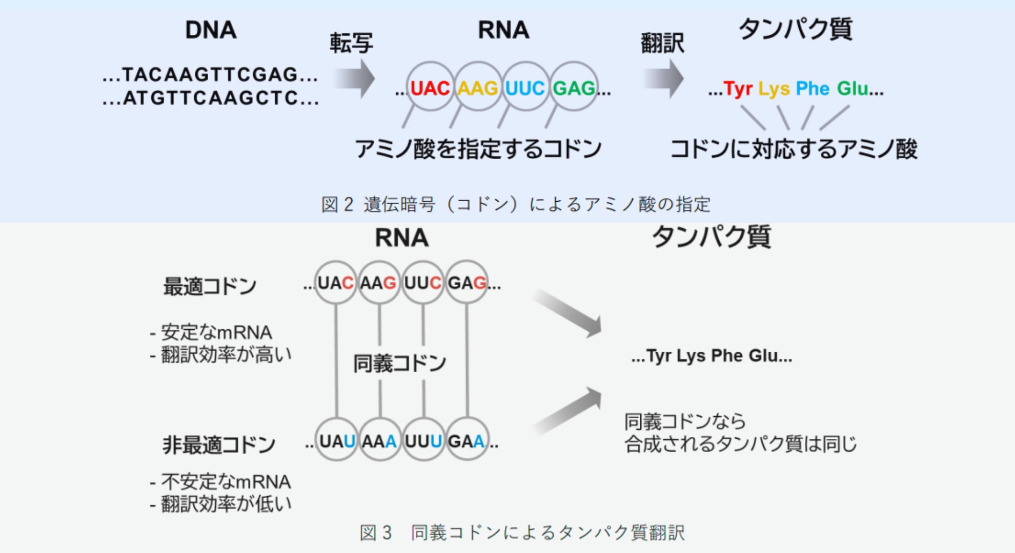 「DNAには第2のコード」が存在すると判明――遺伝子を密かに黙らせる隠し指令機構の正体