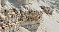 地表だけでなく地下も貝殻が含まれている