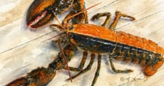 【5000万分の1】左右で色が真っ二つの奇跡のロブスターを発見の画像 1/1