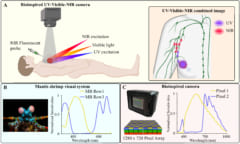 「シャコの目」にヒントを得たカメラ、手術中に隠れた癌を発見できるの画像 2/2