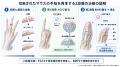 哺乳類に眠る「手足の再生能力」を呼び覚ます実験ーーマウスの切断指の再生を確認の画像 2/2