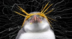 ペンギンの「よちよち歩き」を支える謎の筋肉――100年の時を経てついに発見か