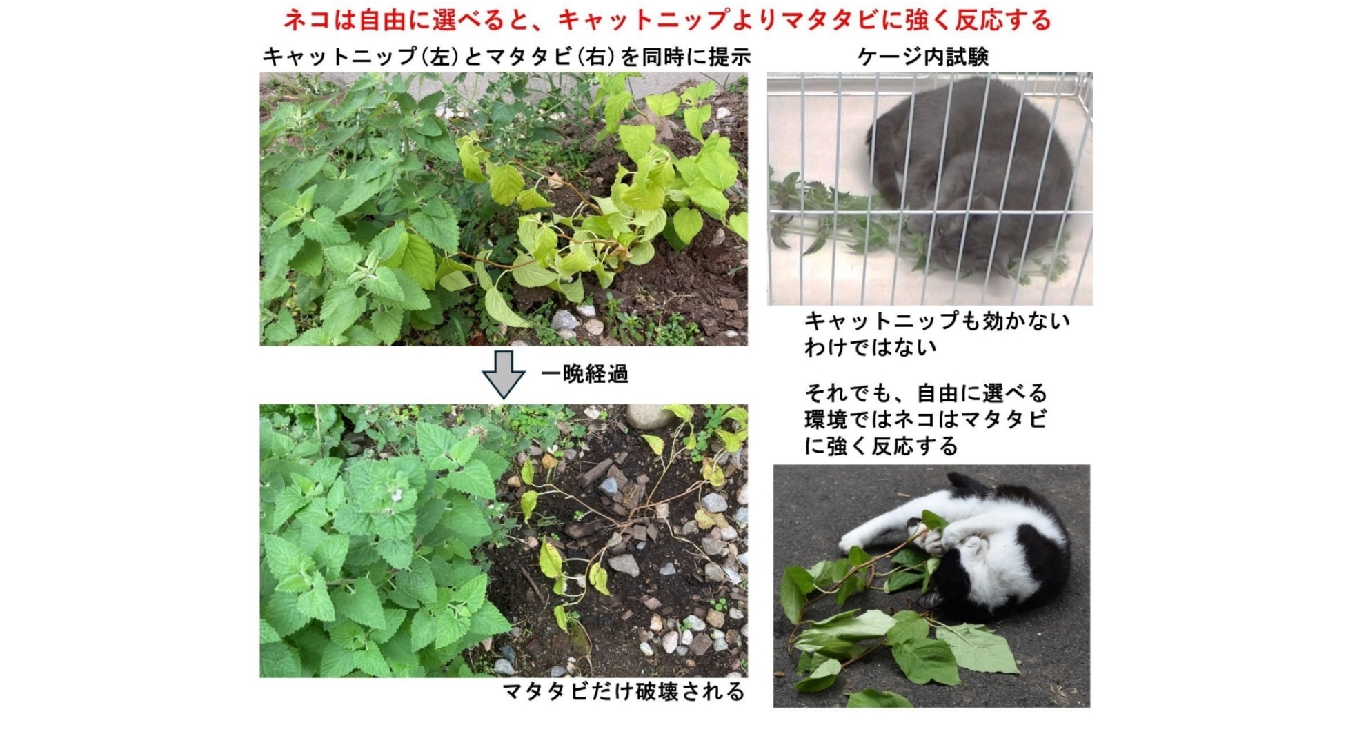 有効成分が170倍も多いキャットニップがマタタビに負けた