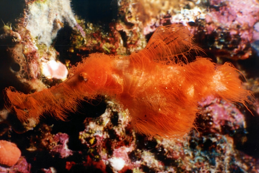 赤毛マンモスのような「新種の魚」を発見ーー研究者「スナッフルパガスそっくり」