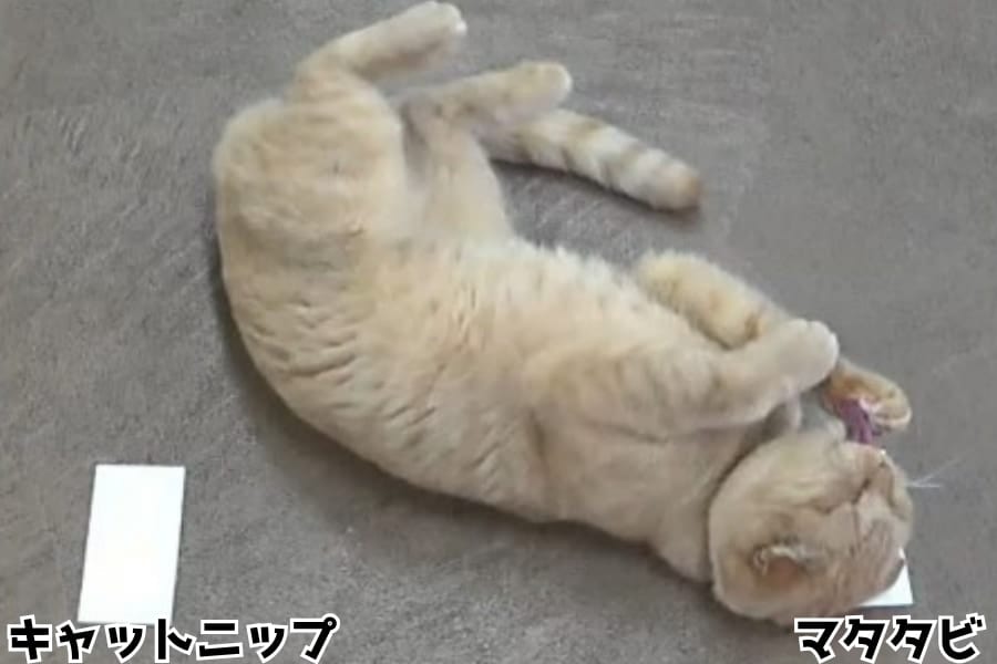 猫は「有効成分170倍のキャットニップ」よりマタタビのほうを選ぶと判明――問題は成分濃度ではない
