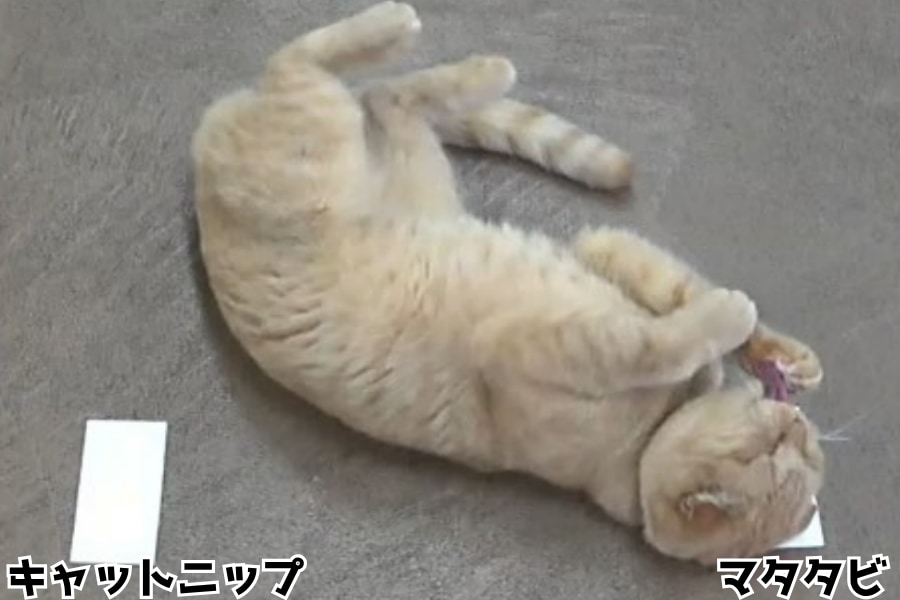 猫はキャットニップよりマタタビ派だった――成分170倍のキャットニップが完敗