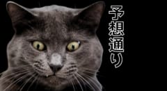 猫はそれほど好奇心旺盛ではなかった──実験で猫は「予想どおりの結果」のほうに強く反応すると判明